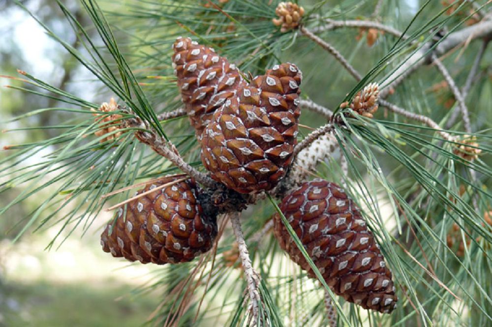 Реликті қарағай