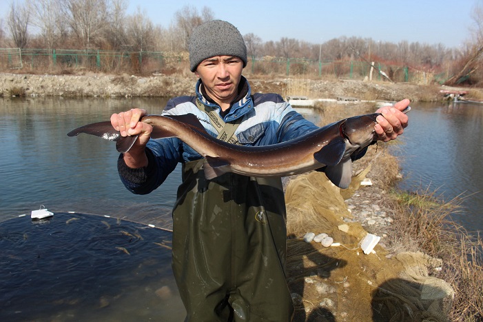 Алматы облысында бекіре тұқымдас балық өсіріледі