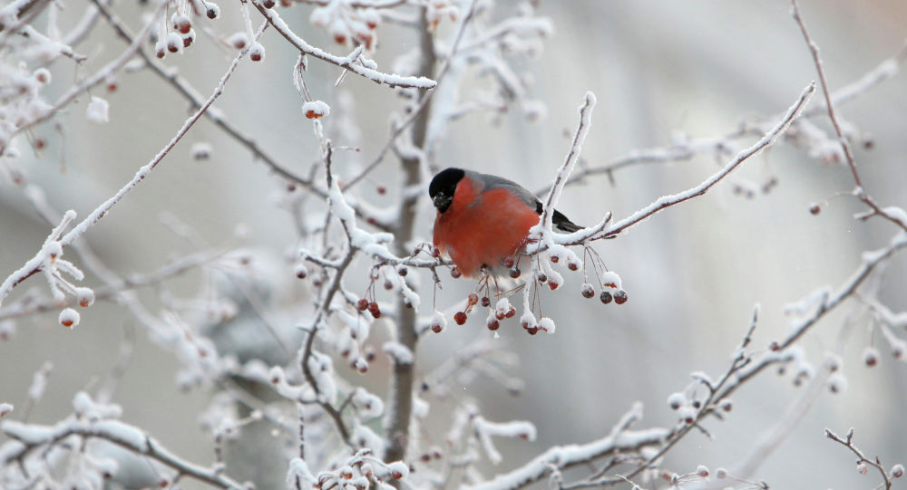 Бүгін Қазақстанның оңтүстік-шығысында жауын-шашынсыз ауа райы күтіледі