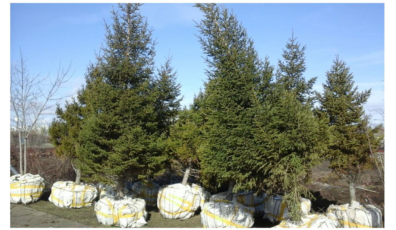 Елордада экологиялық сенбілік өтті