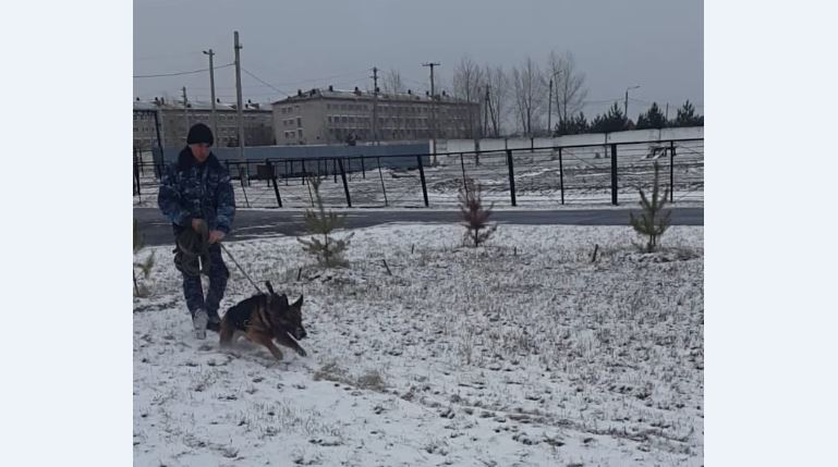 Дананың көмегімен 8 адам өлімі, 14 тонау, 500-дей ұрлық ашылды