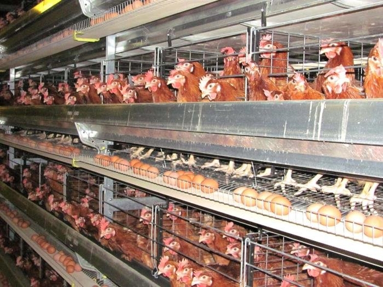 Енді ет бағытындағы құс өсіреді