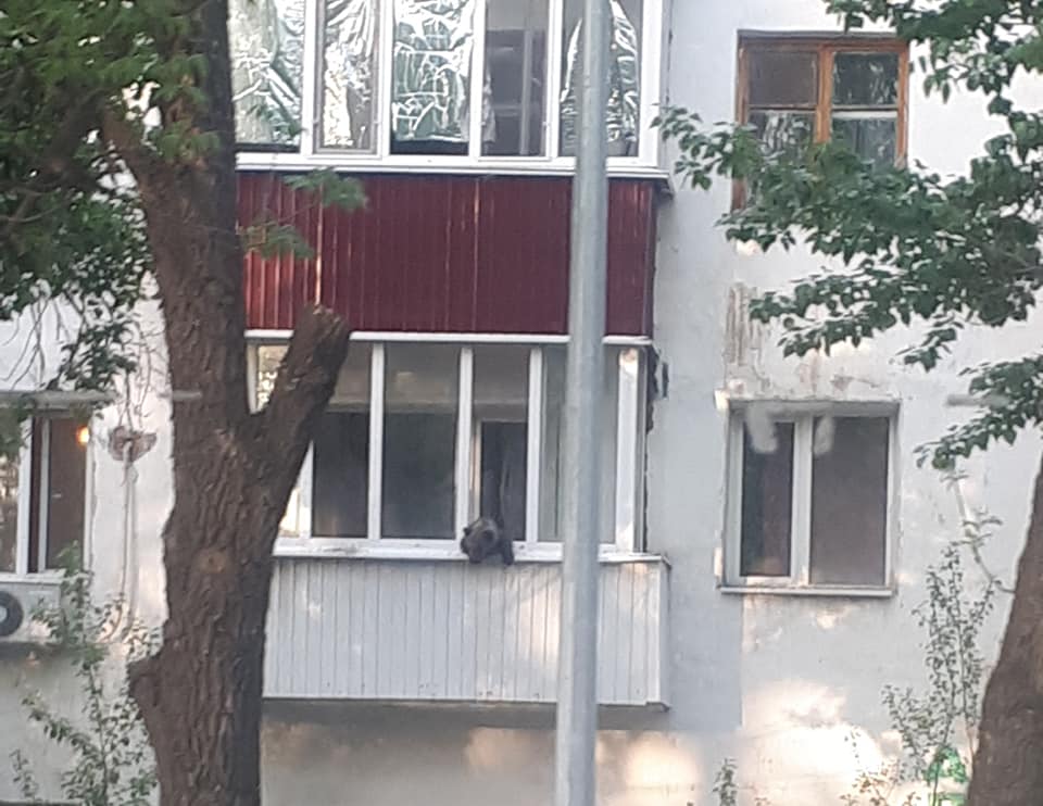 «Балконда жүрген аюға» қатысты ақпараттар белгілі болды