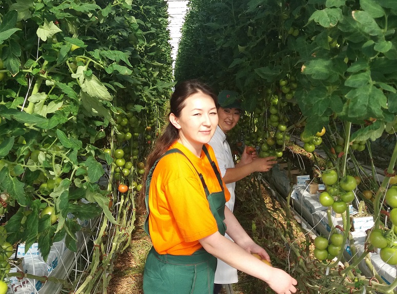 Екібастұз ГРЭС-1 стансасының жылыжайы қызанаққа, раушан гүлдеріне толы