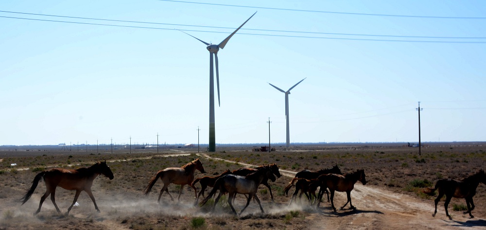 Маңғыстауда жылыжайлар санын арттыру жоспарланып отыр
