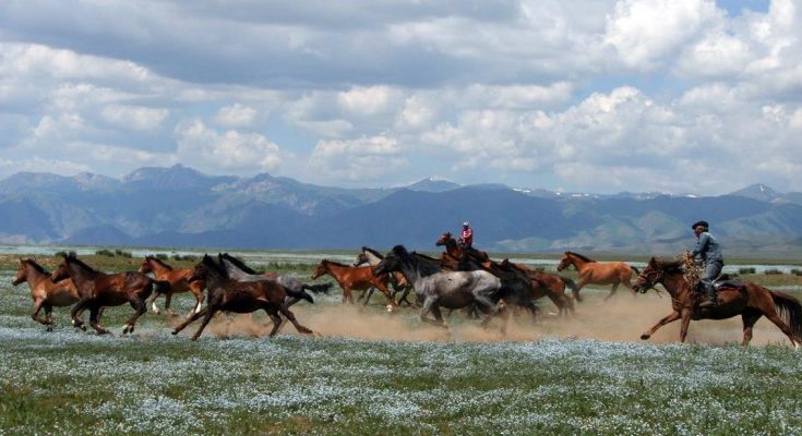 Жылқышы құрығын,  шопан таяғын ұстап қалмасын