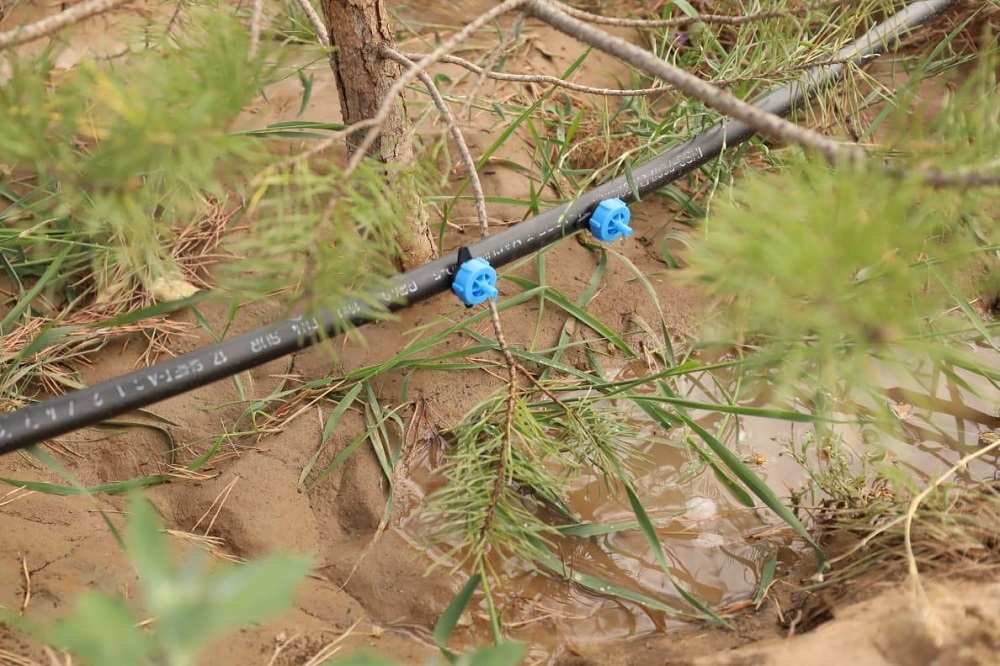 Ақтөбеде жасыл желекті суарудың жаңа әдісі жүзеге асуда