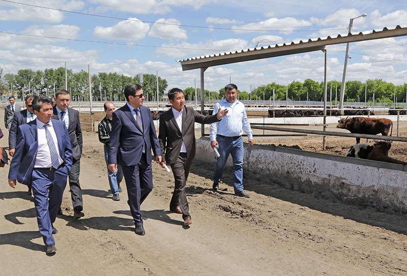 Қарағанды облысындағы шаруашылық Өзбекстанға 28 мың бұқа  сатады