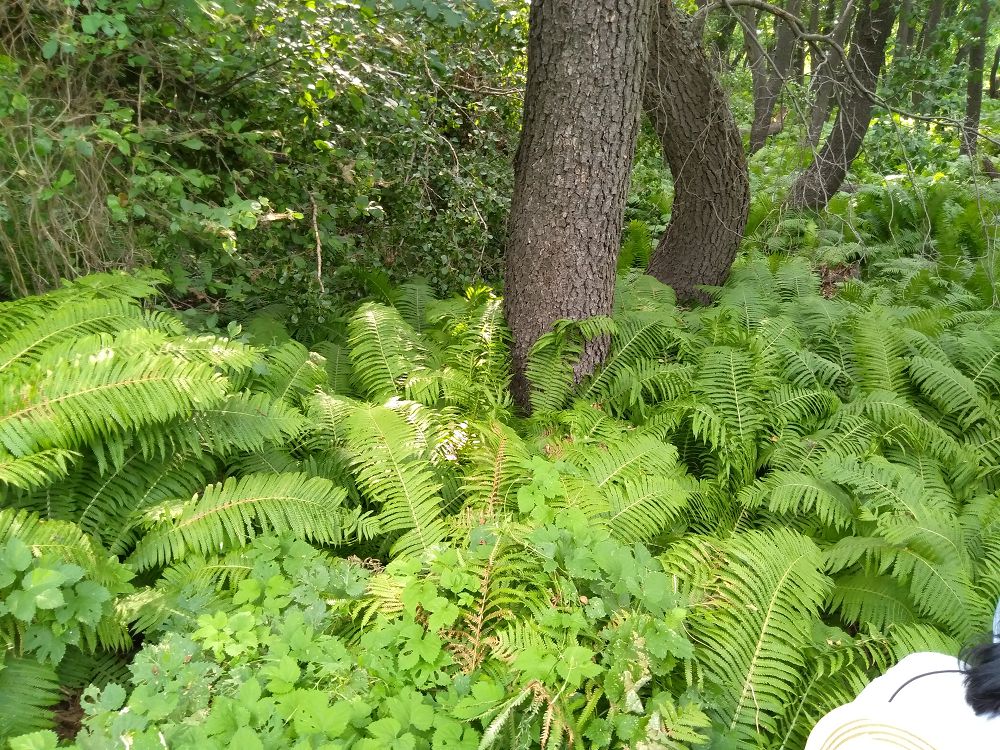 Қырыққұлақ –  Құсмұрын тайгасының көзі