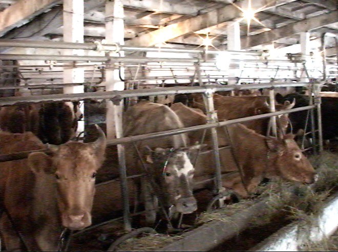 Павлодар ауданында инвестициялық жобалар жүзеге асып жатыр