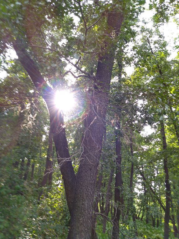 Қасиетті қандыағаш