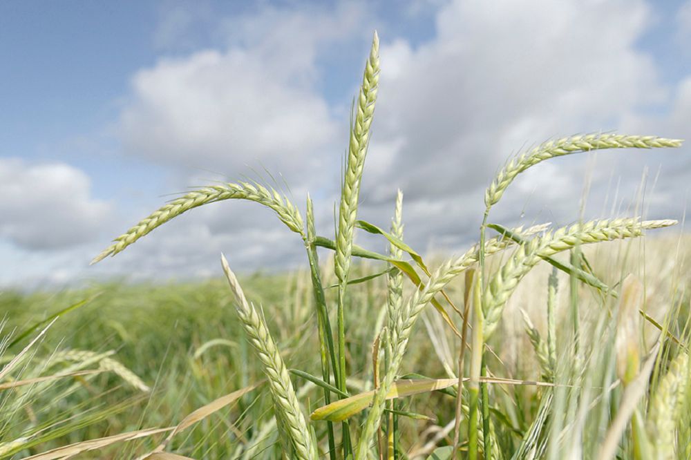 Ақ бидай мерекесі