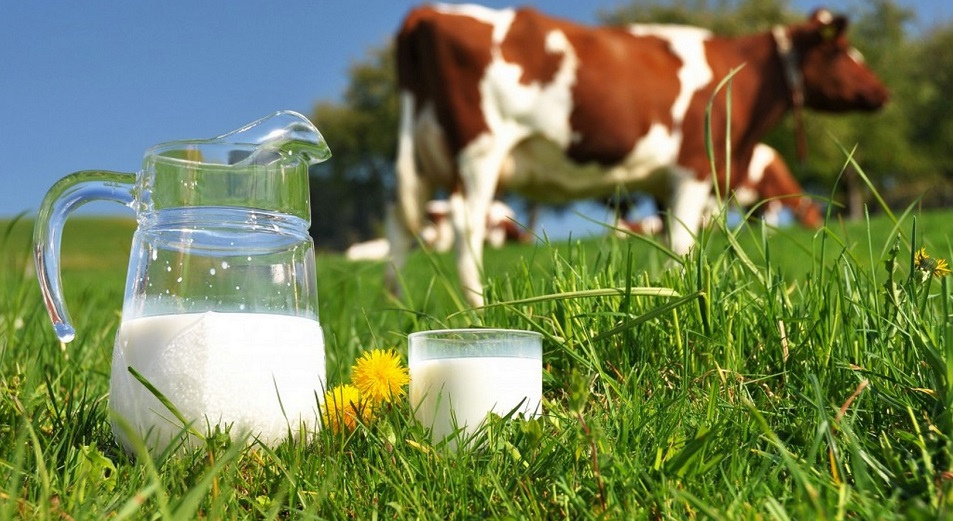 Солтүстік Қазақстанда сүт-шикізатының қауіпсіздігін қамтамасыз ету мәселелері талқыланды