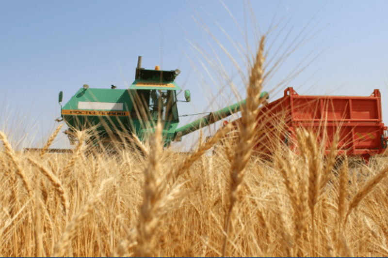 Қостанай облысында астық жинау басталып кетті