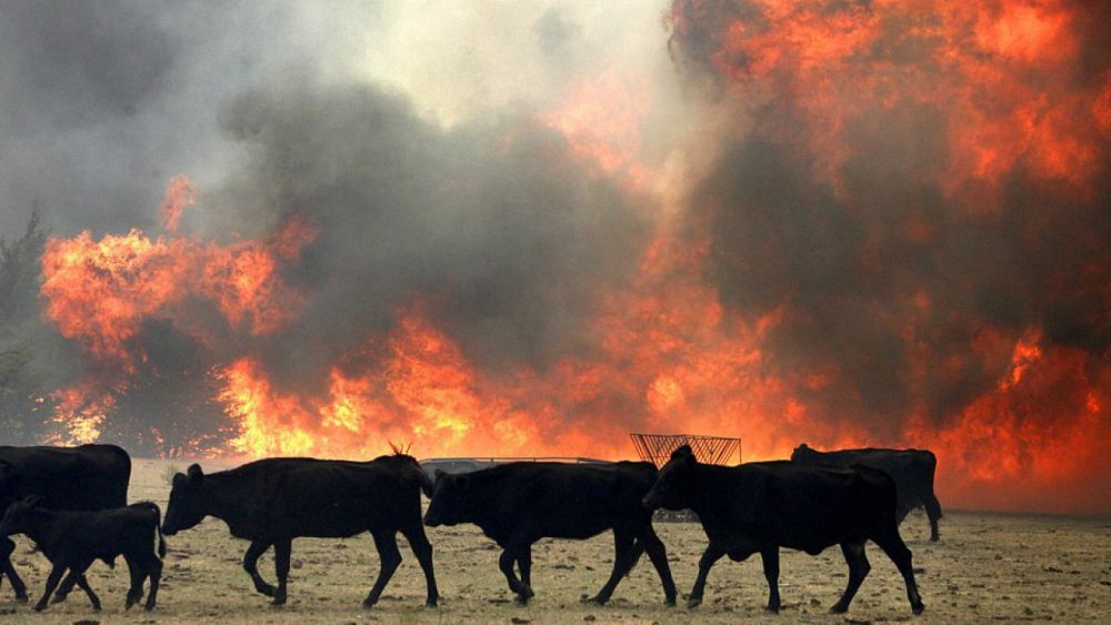 Төрт түлік тірідей жанып кетті