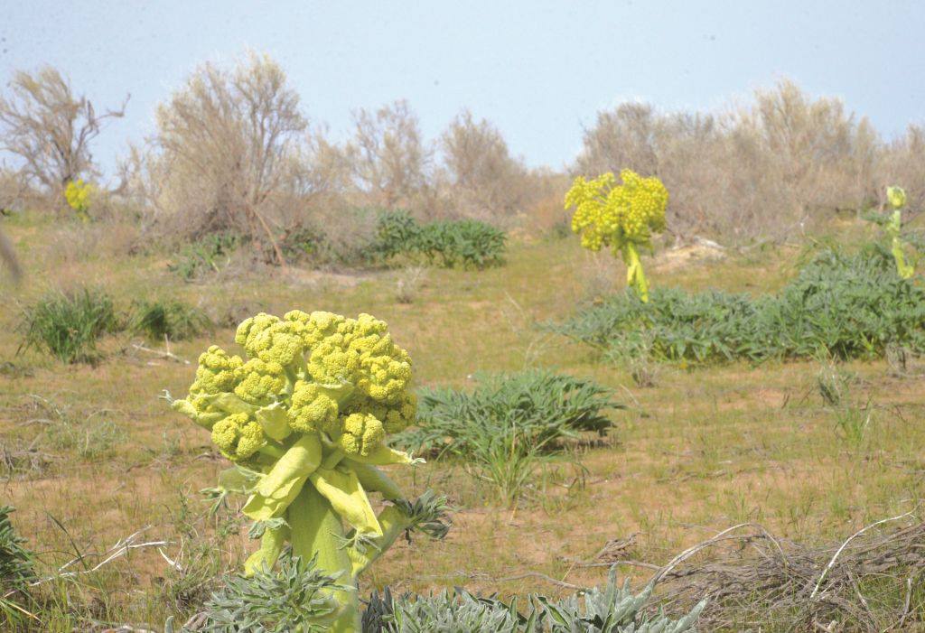 Кеуректің ащы дәмі