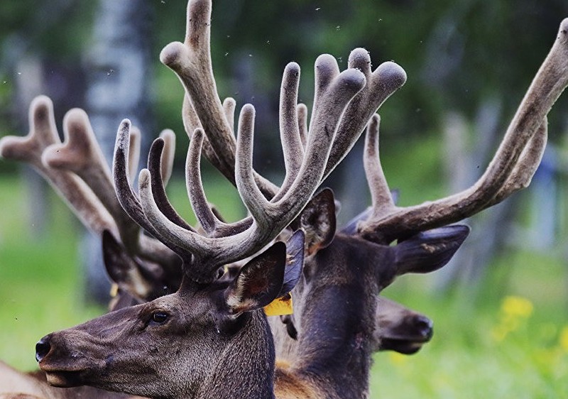 Қазақстандық шекарадан 13 дана бұғы мүйізінің кесінділерін алып өтпек болған