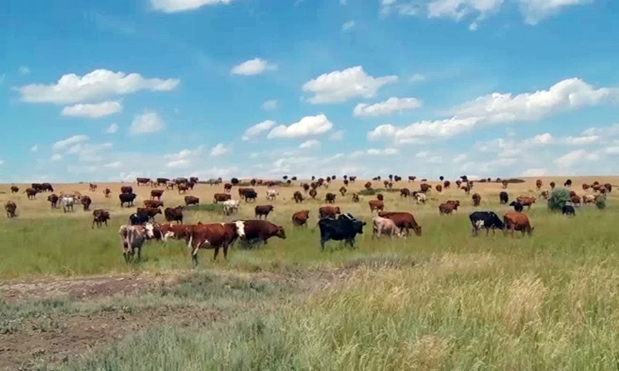 Солтүстік Қазақстанда ірі қара мал белгісіз кесел жұқтырды