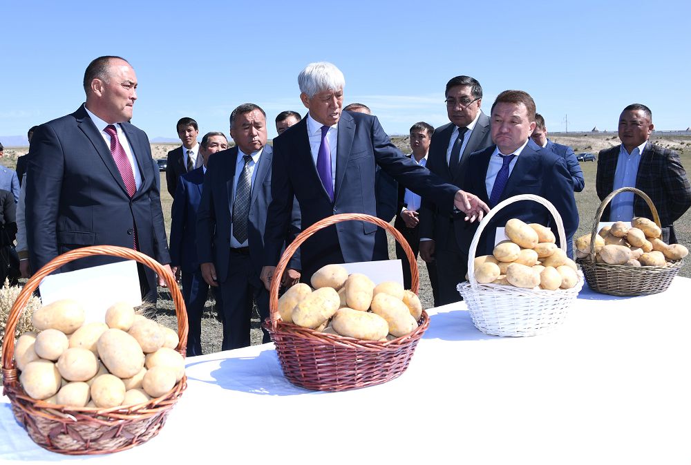 Картоп өсірумен даңқы шыққан нарынқолдықтар табысқа кенелуде