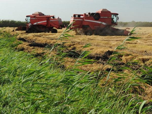 Аз астықтың азабы