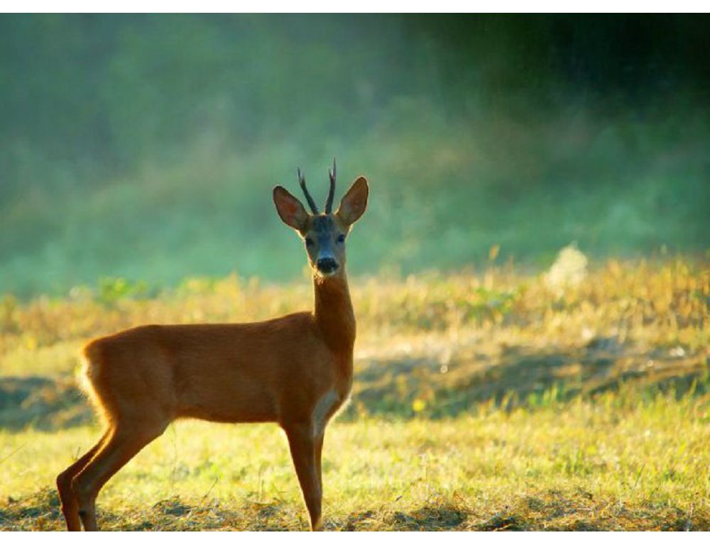 Қарабалықта ала елік қайдан жүр?