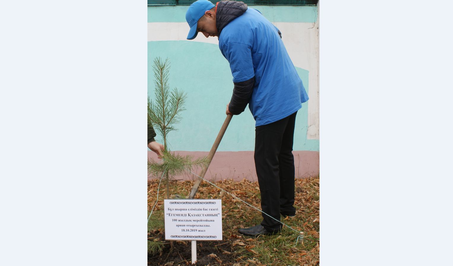 Петропавлда Егеменнің 100 жылдығына арнап шырша екті