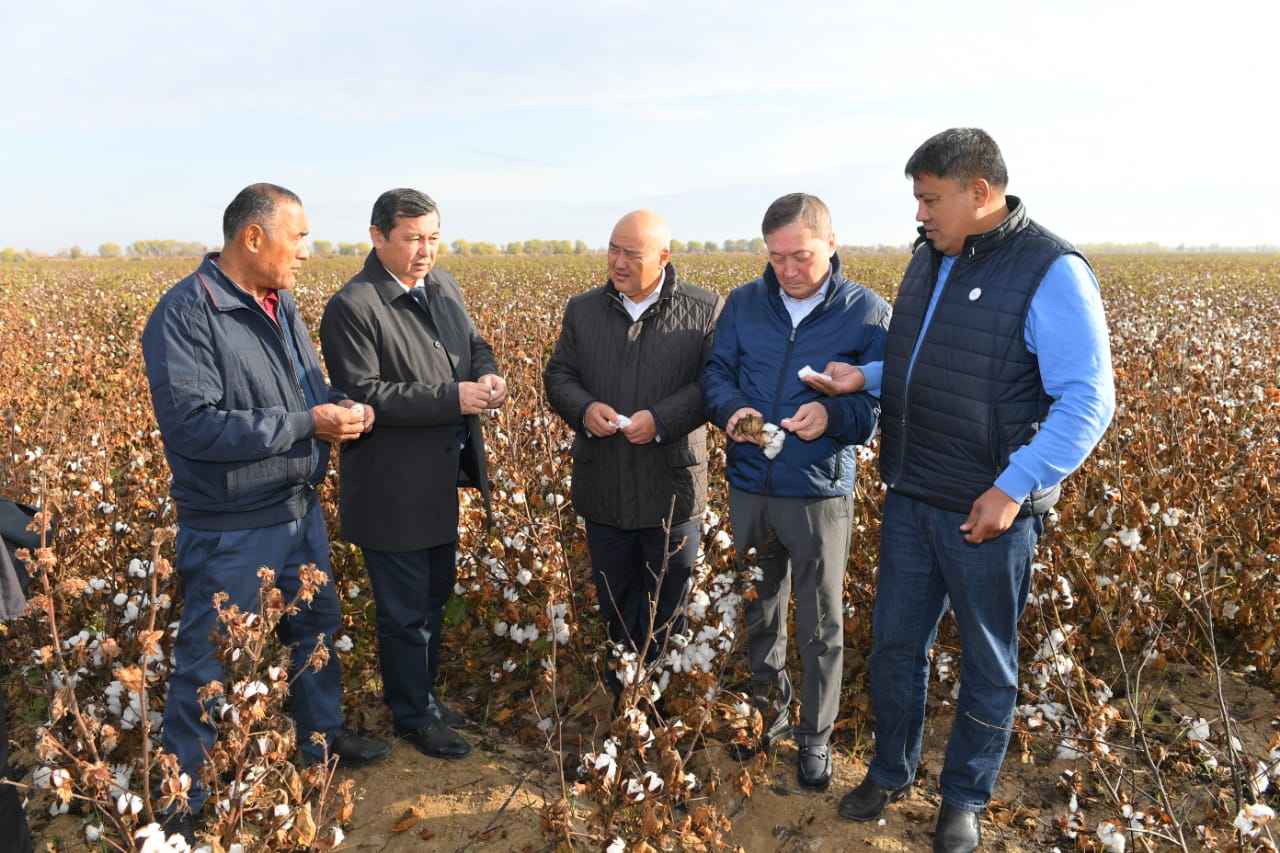 Түркістан: Мақта шаруашылығындағы негізгі мәселе – «ақ алтынның» бағасы.