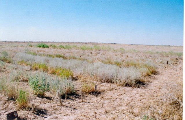 Сортаң жер шаруашылық соры