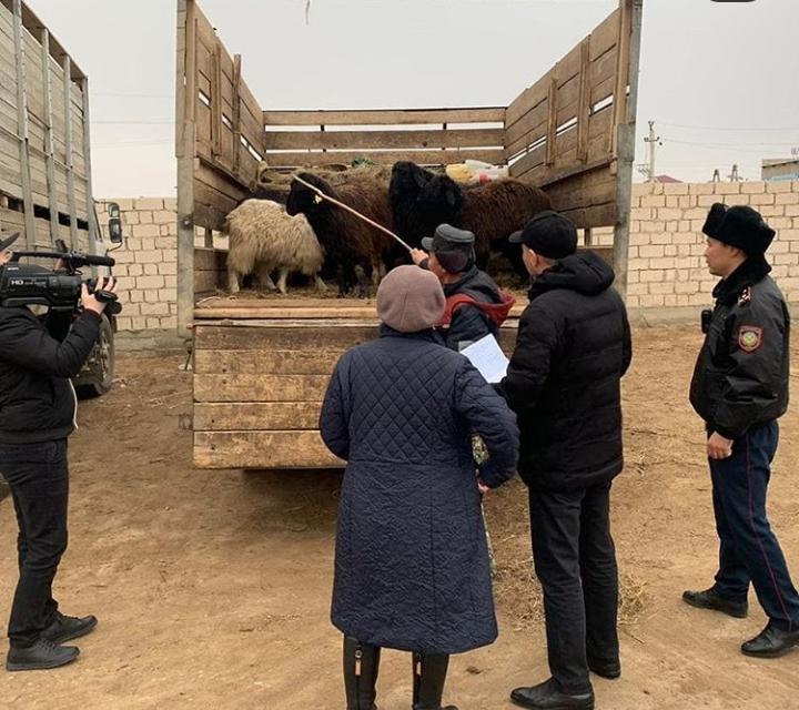 Маңғыстауда мал ұрлағандар ұсталды