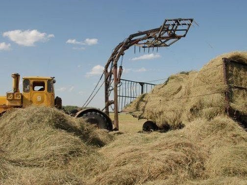 Карантин: Маңғыстауда мал азығы мәселесі туындап тұр