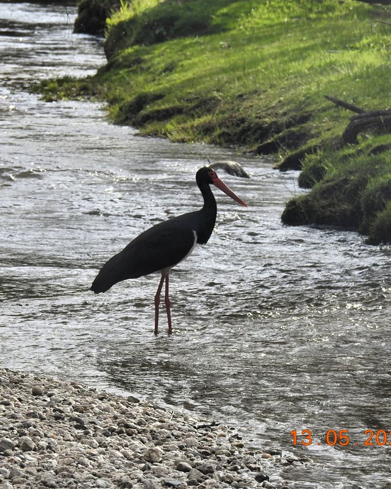 Дөңгелек қара бөксенің фотосы Дөңгелек қара бөксенің фотосы