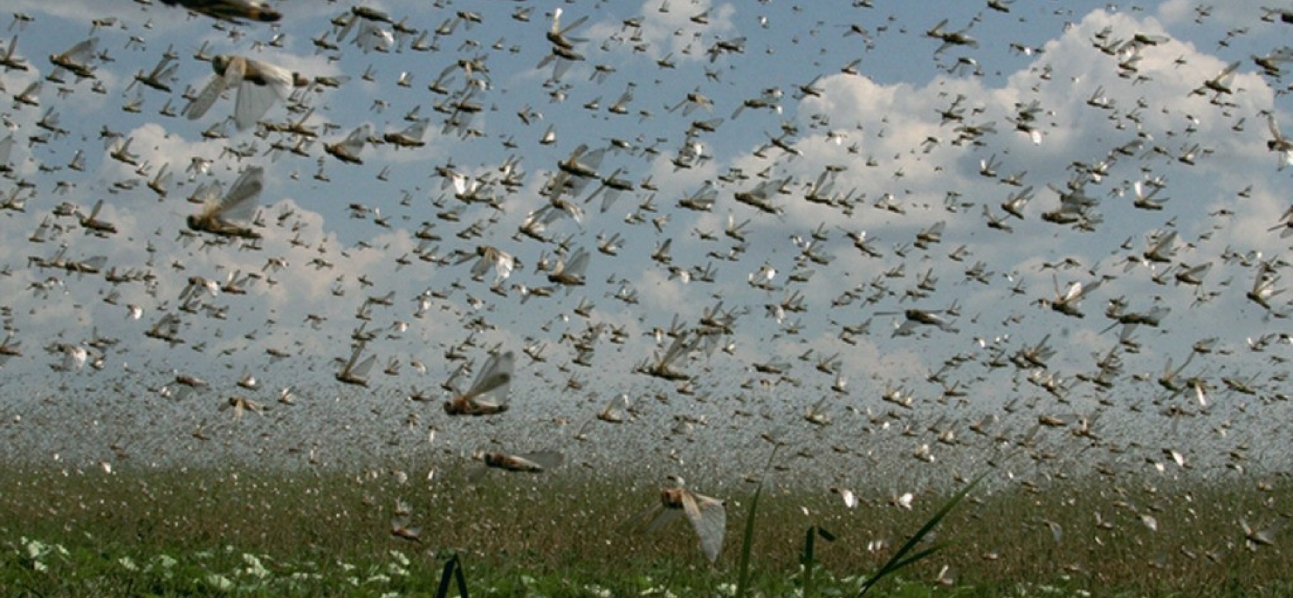 Шегірткелер әлемді жаулап жатыр