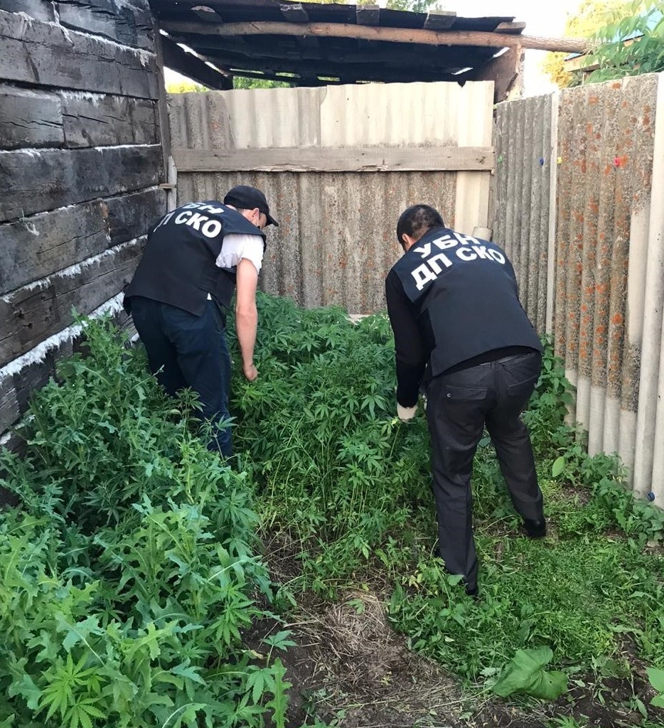Петропавлда есірткі жасау үшін кендірмай өсірген азамат ұсталды