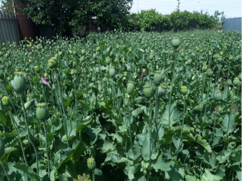 Түркістан тұрғыны ауласында көкнәр өсірген