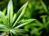 Түркістан облысы тұрғынының ауласынан бес түп қарасора табылды