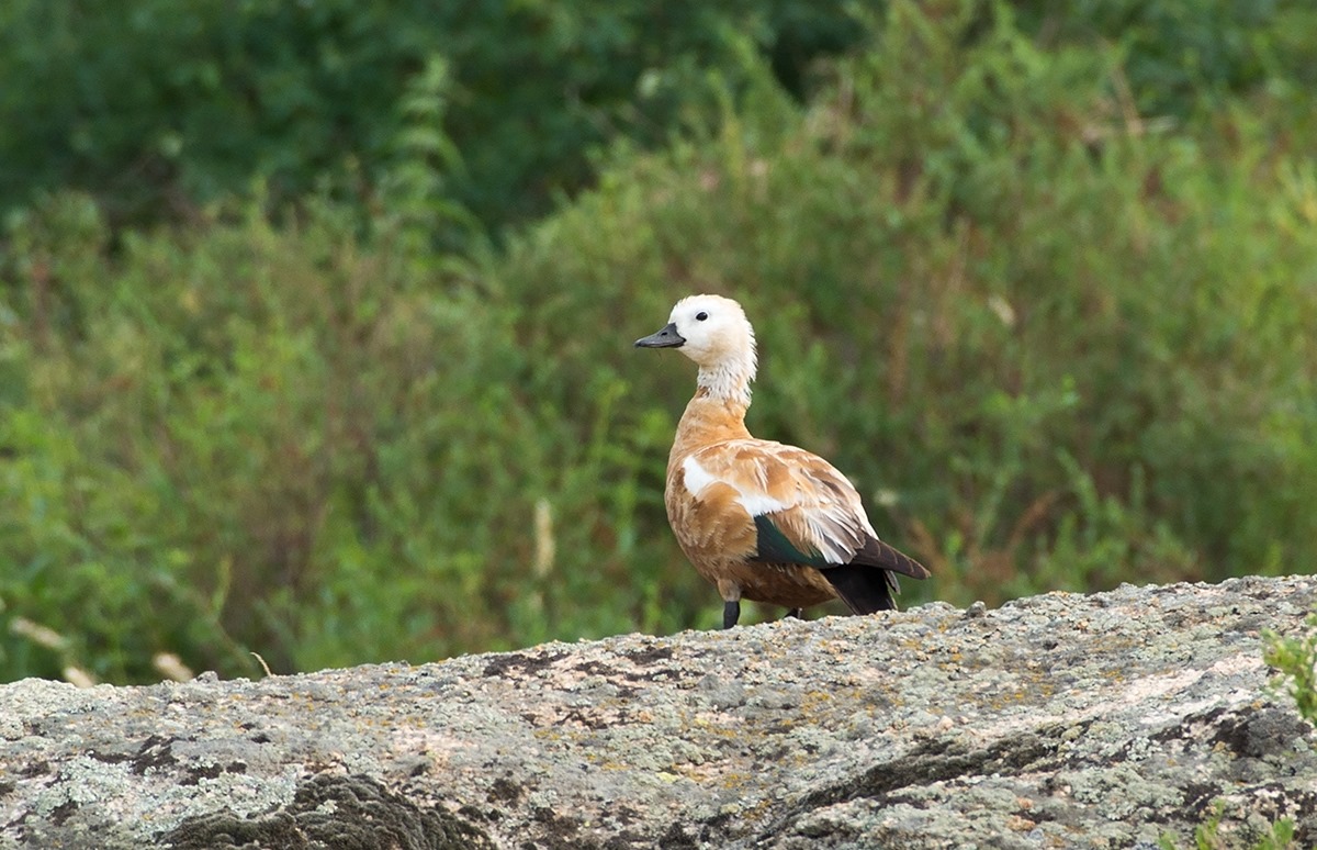 Шілде айына арналған ауа райы болжамы