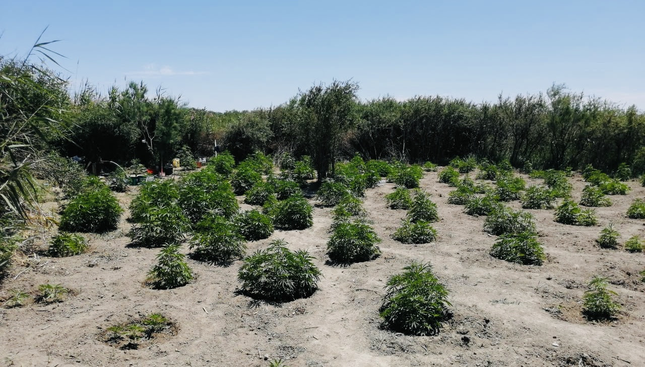 Түркістан облысында алты есірткі алқабы анықталды