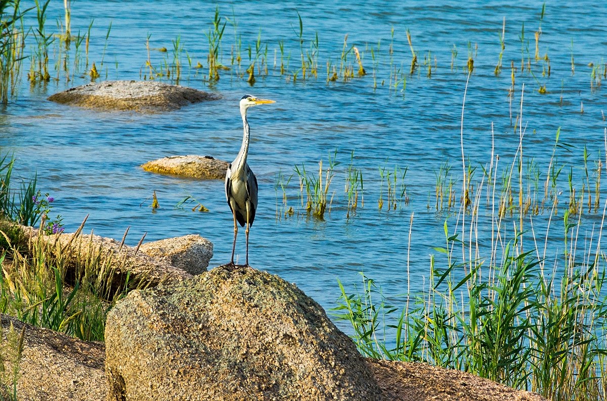 Еліміздің кей өңірінде найзағай ойнап, жаңбыр жауады