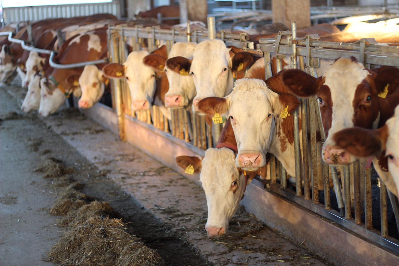 Шымкентте мал шаруашылығын дамытуда 7 жоба жүзеге асырылуда