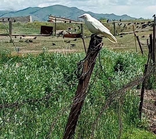 Ақ қарғаның ауылға қонуында астар бар ма?