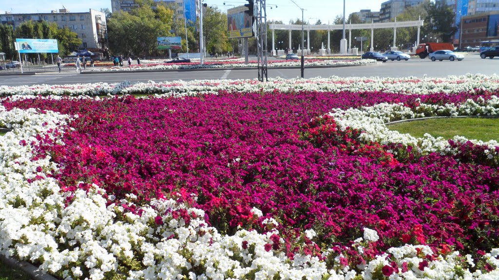 Павлодар көшелері раушан гүлдеріне толы