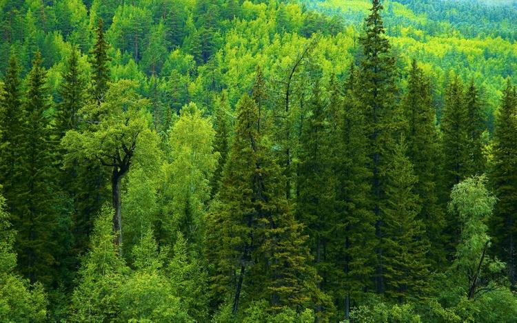 Орман аясы тарылып келеді