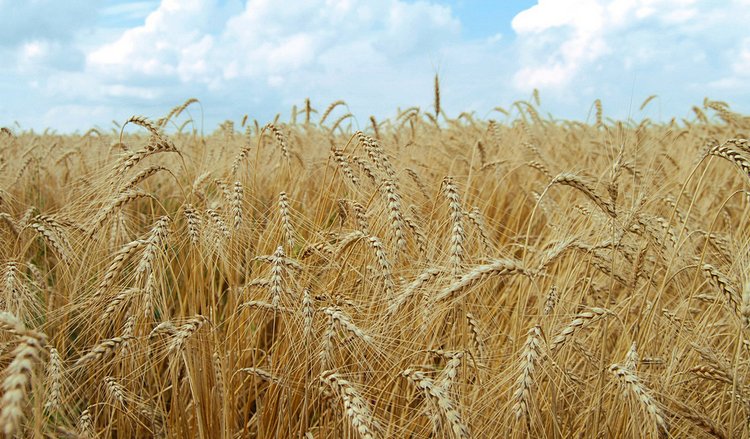 Егіс алқаптарын артық ылғалдың салдарынан сақтандыру жүріп жатыр