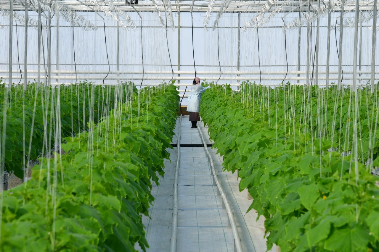 Ауыл шаруашылығы өнімінің өсімі бойынша Шымкент республикада көш басында