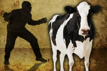 Жамбыл облысында мал ұрлағандар ұсталды