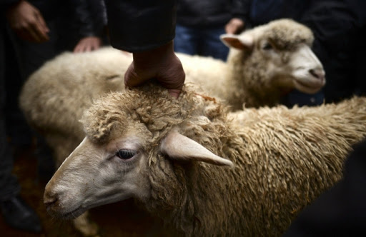 Атырау тұрғындары 130-дан астам қой-ешкіге тапсырыс берді