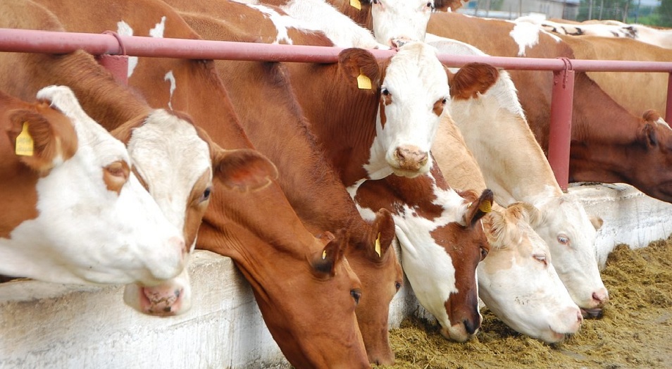 Мал шаруашылығына берілетін несие ережесі өзгерді