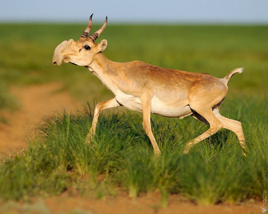 Ырғыз-Торғай резерваты қамқорлыққа зәру