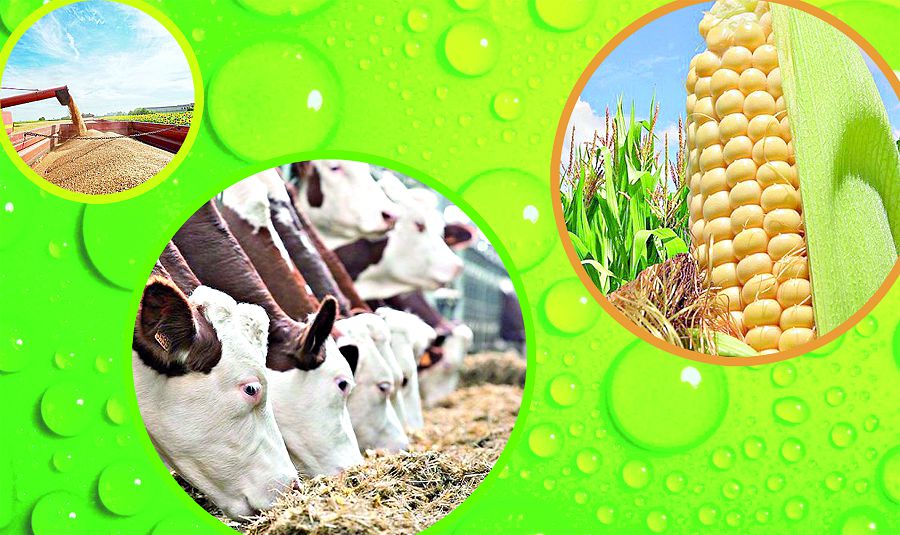 Жер – қазына, жер – ырыс, жер – береке!