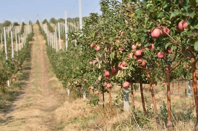 Шымкентте интенсивті бау көлемі артып келеді